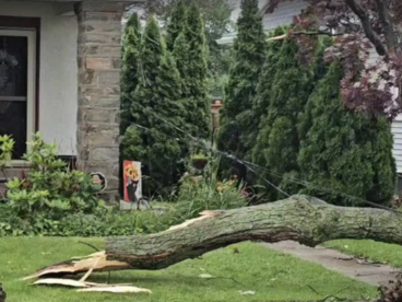 一棵树，能把邻里关系砍没了！宾州关于树木的法律权利你了解多少？